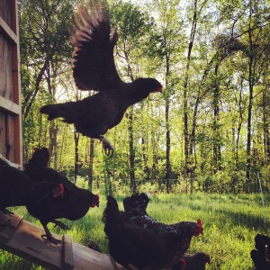 chickens-out-the-coop